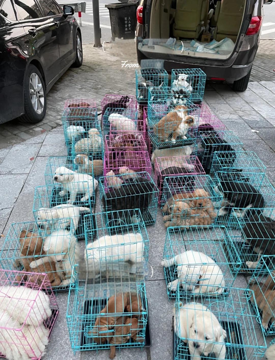 乌鲁木齐宠物交易 乌鲁木齐市宠物用品批发