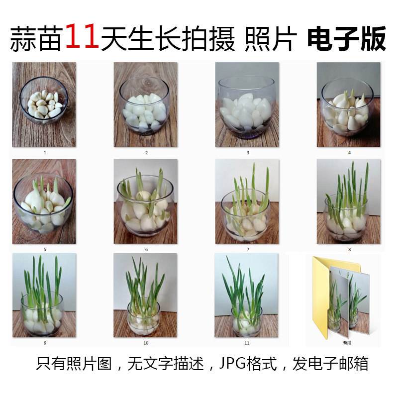 怎么水培大蒜 怎么水培大蒜?