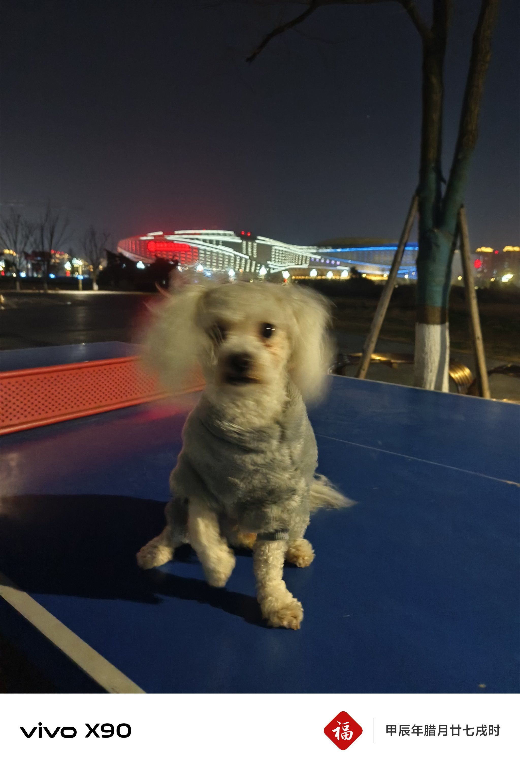 什么宠物可以溜 可以出门遛的宠物