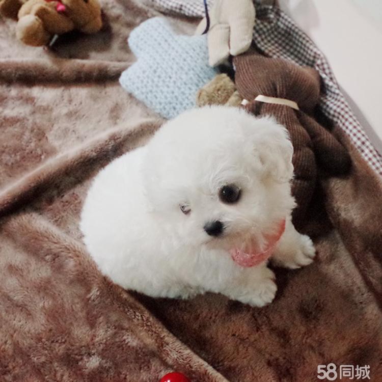 宠物卷毛狗 卷毛狗有哪几种