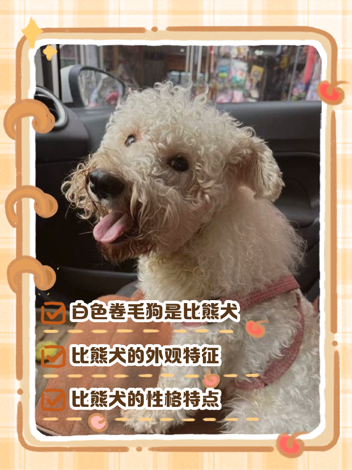 宠物卷毛狗 卷毛狗有哪几种