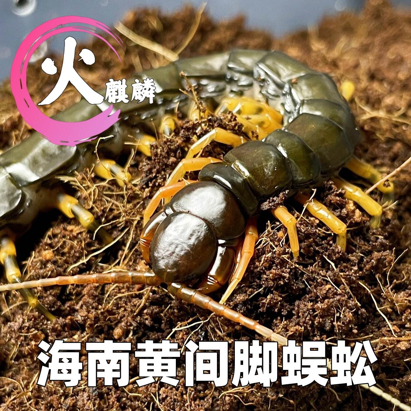 宠物蜈蚣无毒 宠物蜈蚣有毒吗