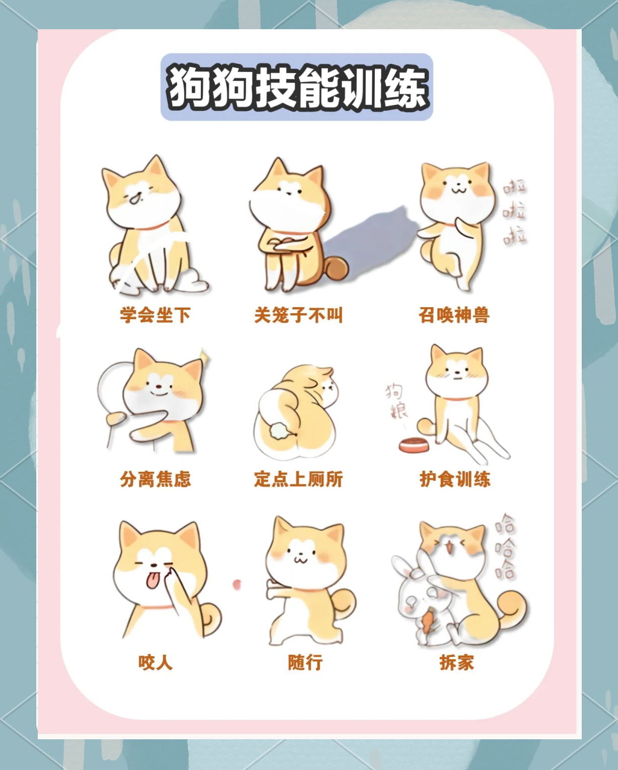 怎么训练宠物 怎么训练宠物兔在固定地方大小便