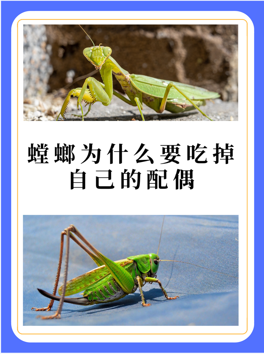 螳螂吃菜叶吗 螳螂吃菜叶子吗