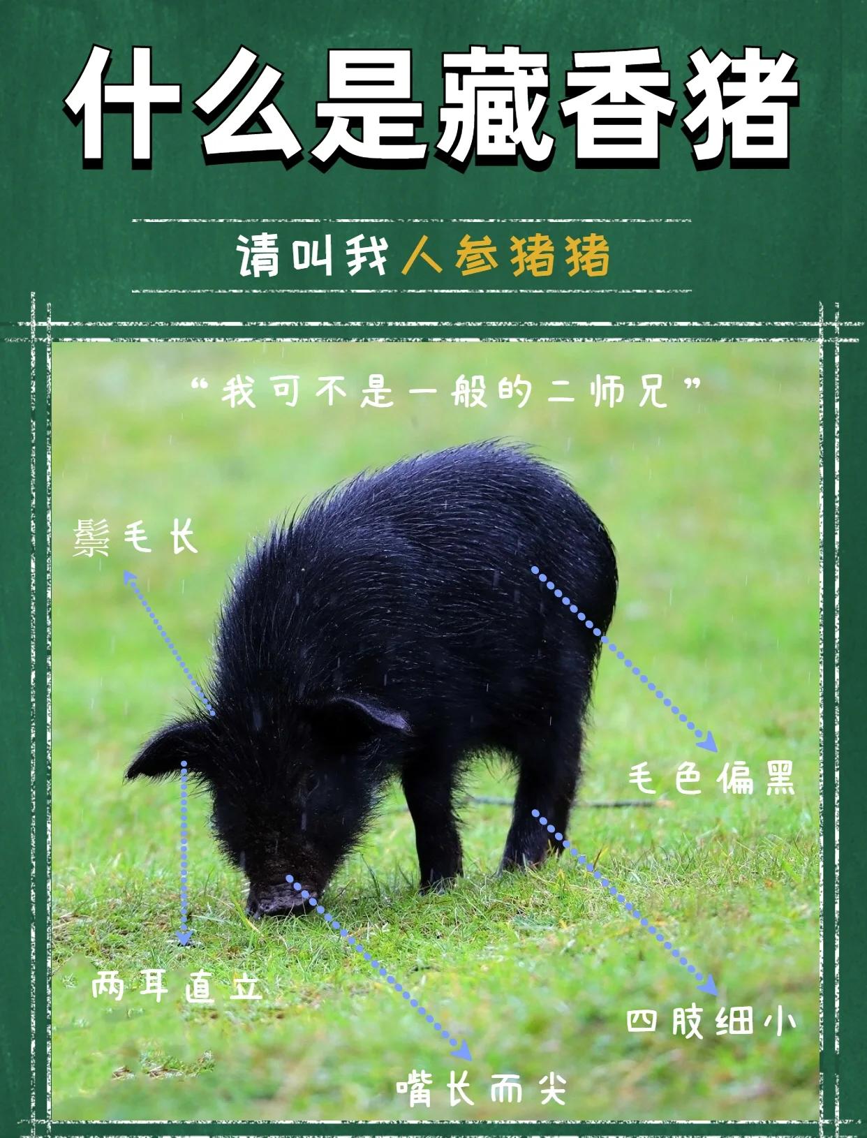 小香猪可以吃吗 小香猪到底能不能长大