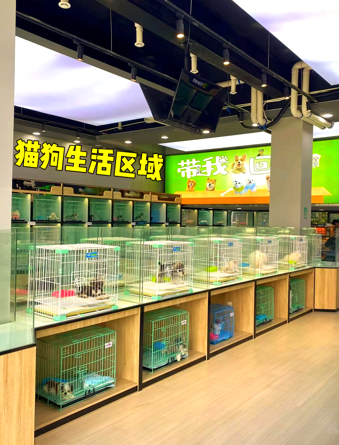 南充市宠物市场 南充市哪里有宠物店