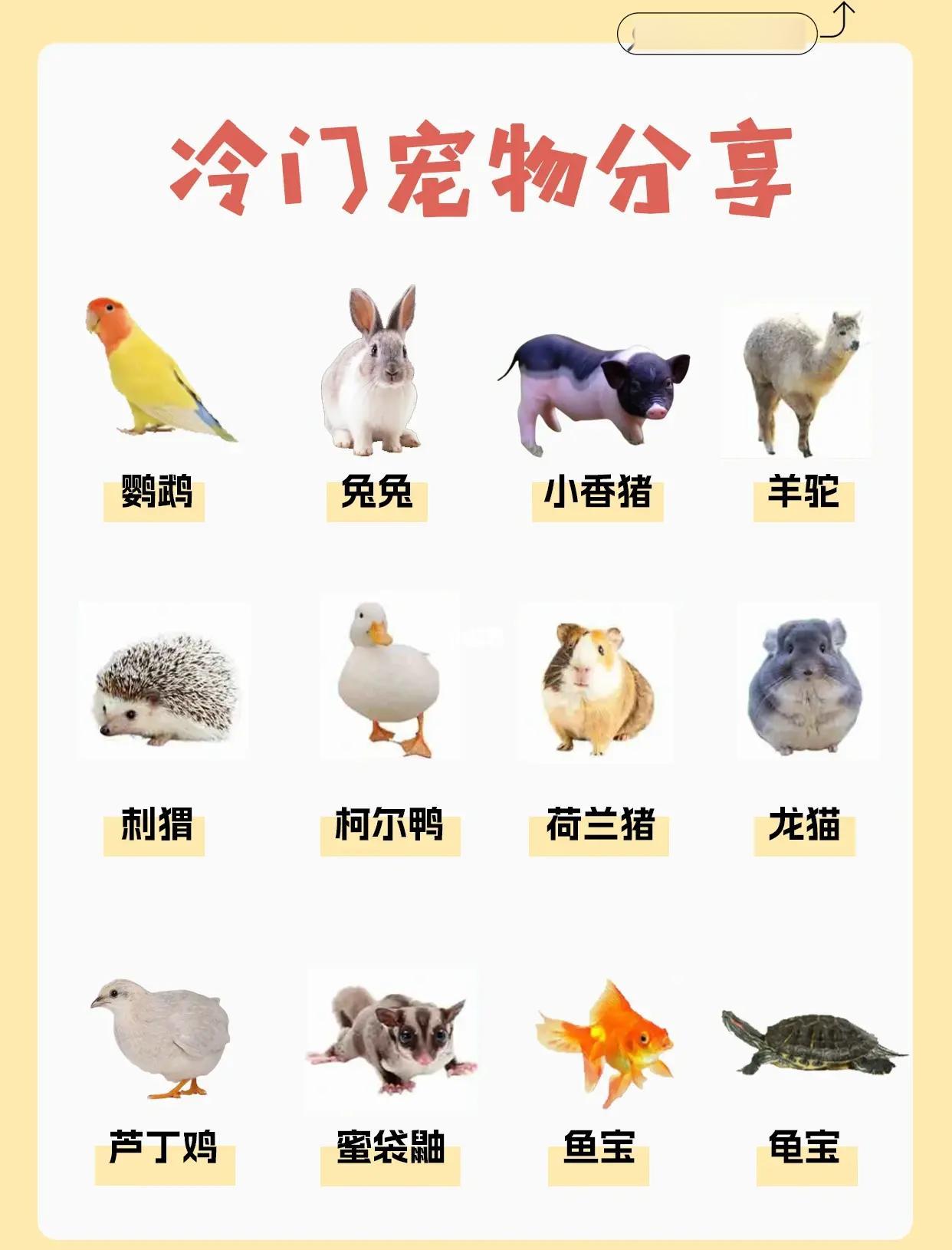 宠物用品的特点 宠物用品主要有哪些