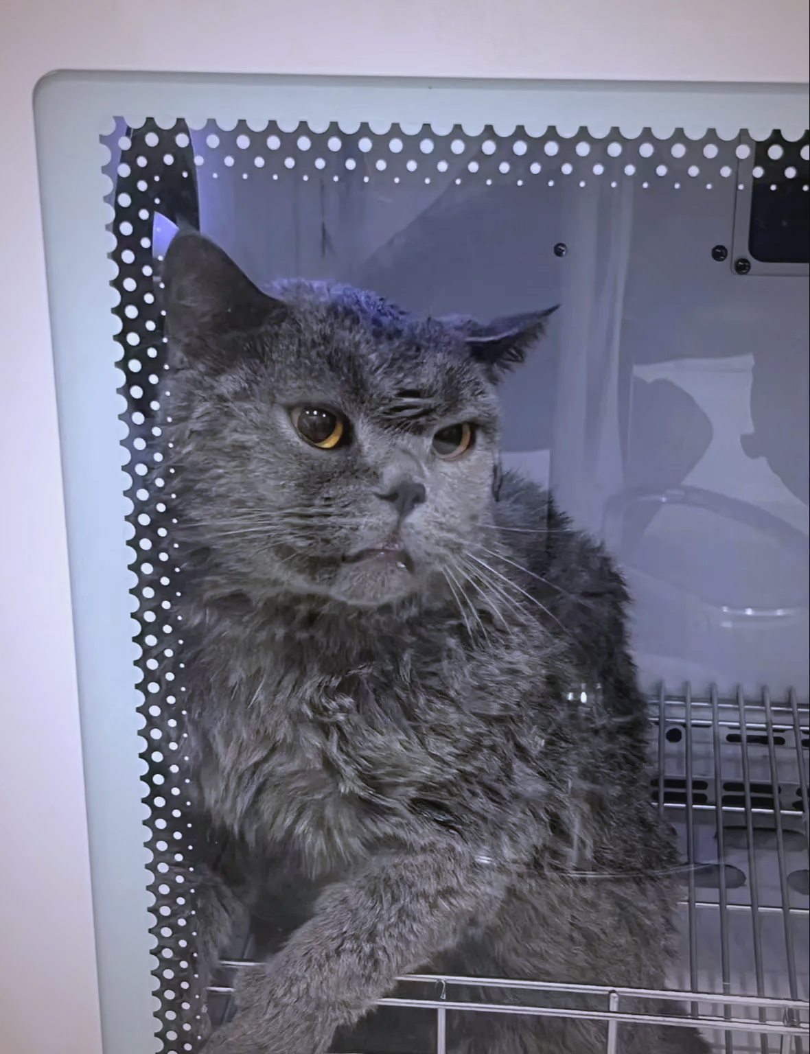 宠物店猫咪洗澡 宠物店猫咪洗澡要多久