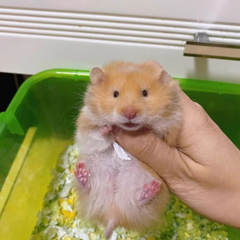 家养稀有宠物 家养稀有宠物有哪些