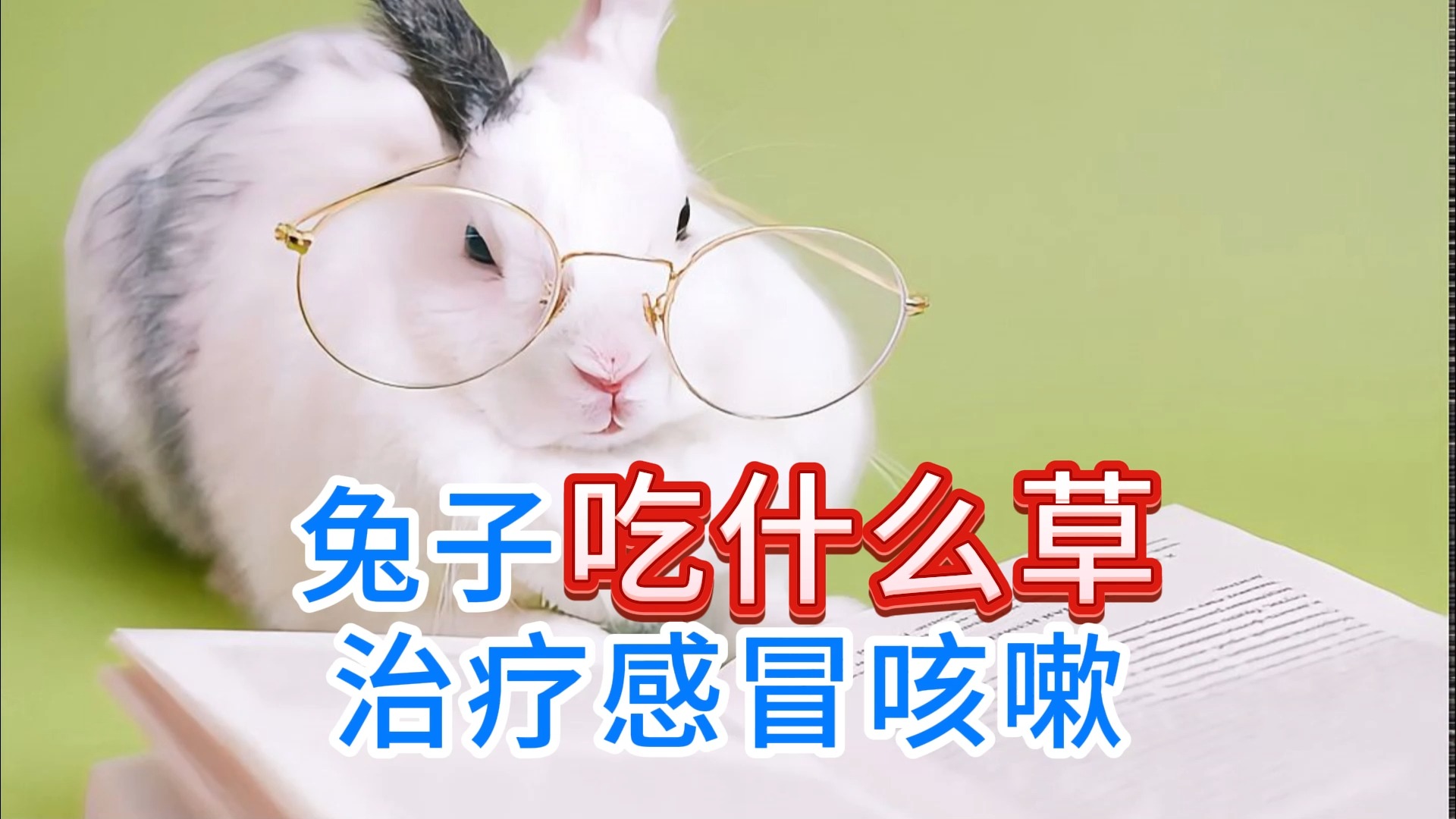 宠物兔感冒 宠物兔感冒了怎么治?
