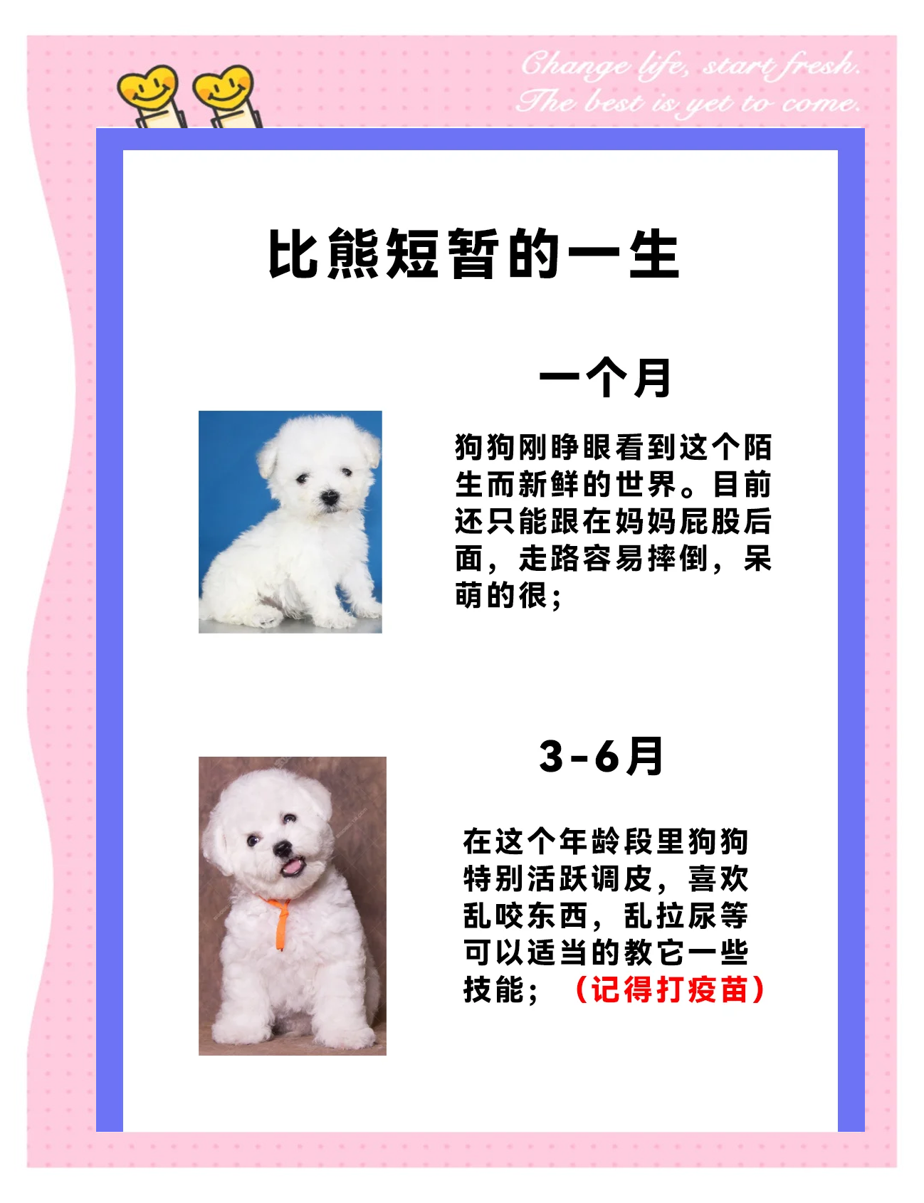 比熊犬怎么养 比熊犬怎么养?
