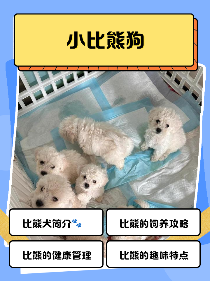 比熊犬怎么养 比熊犬怎么养?
