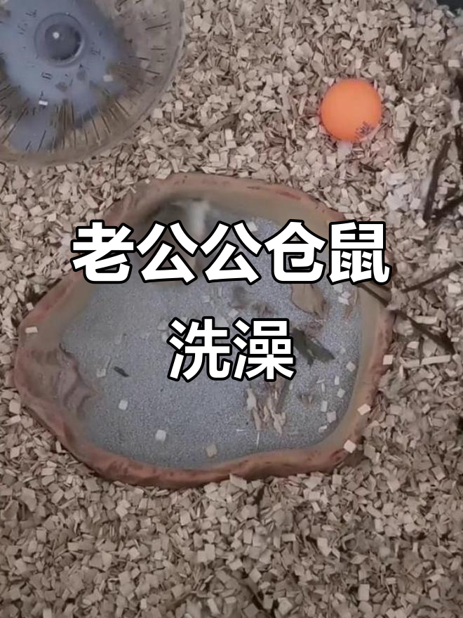 仓鼠需要洗澡吗 仓鼠需要洗澡吗为什么