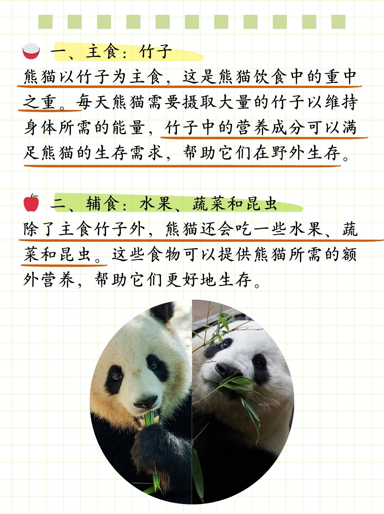 熊猫爱吃什么食物 大熊猫的介绍和特点