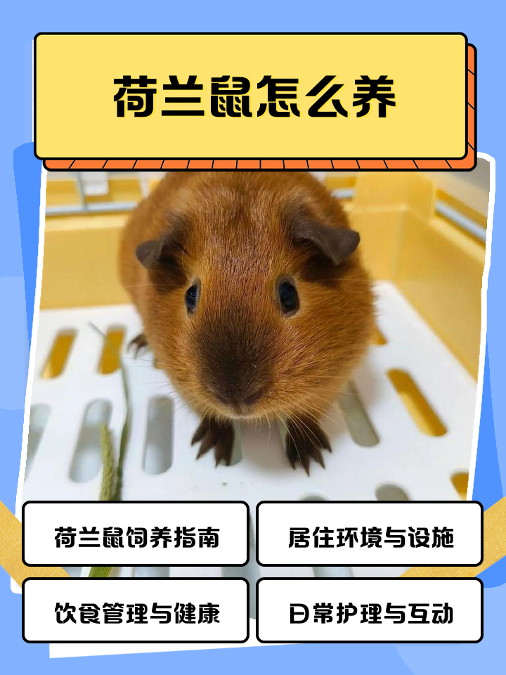 宠物鼠购买 宠物鼯鼠哪里有卖