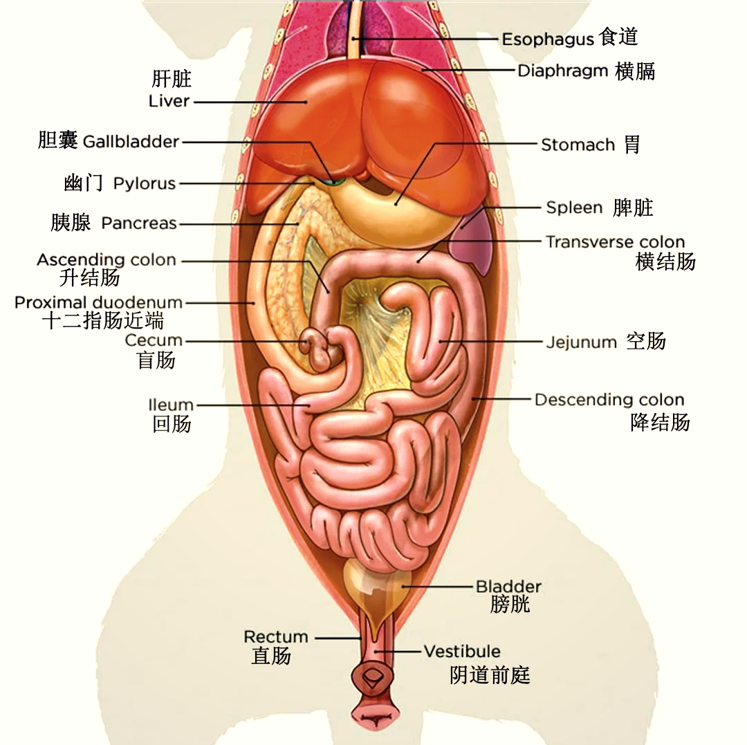 宠物构造图 宠物是什么结构