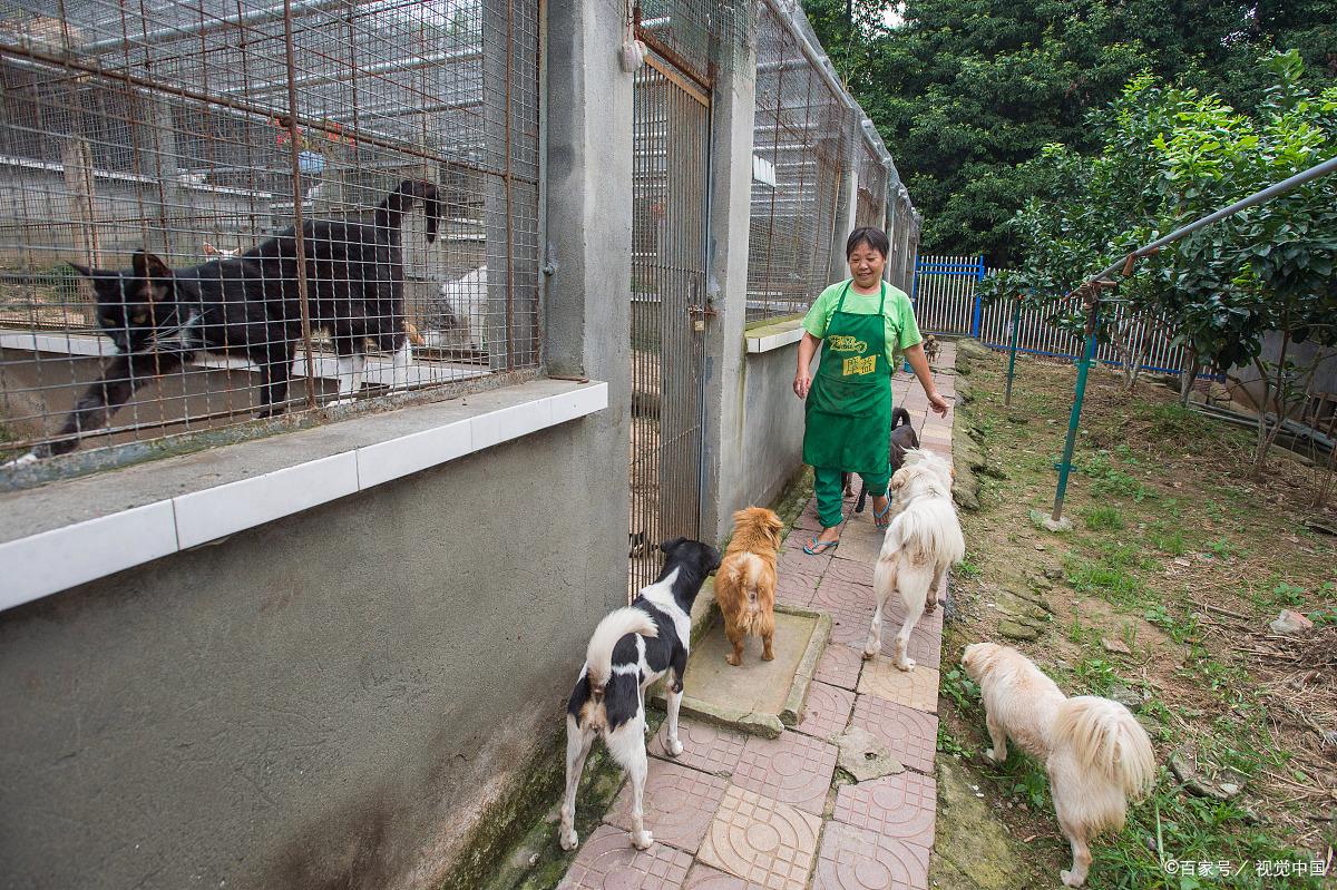 宠物救助站领养宠物沈阳的简单介绍