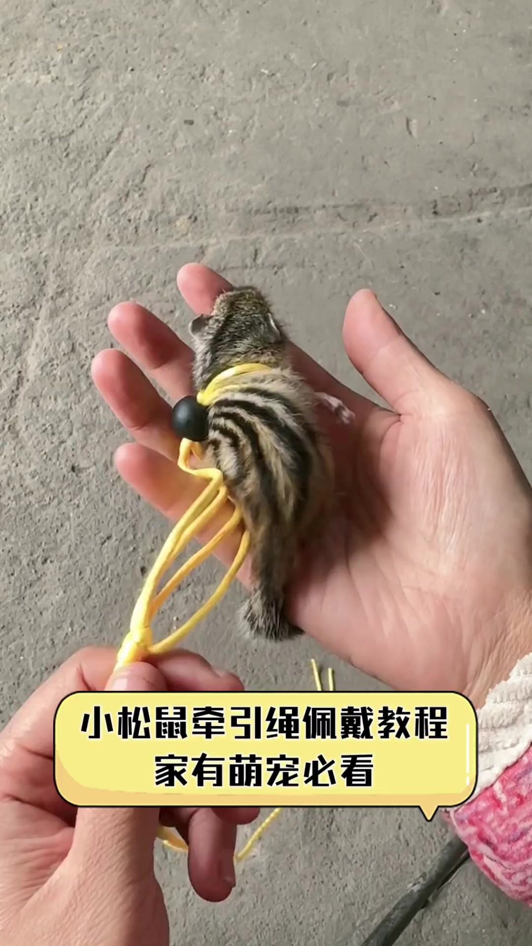 宠物绳怎么绑 宠物绳怎么绑好看