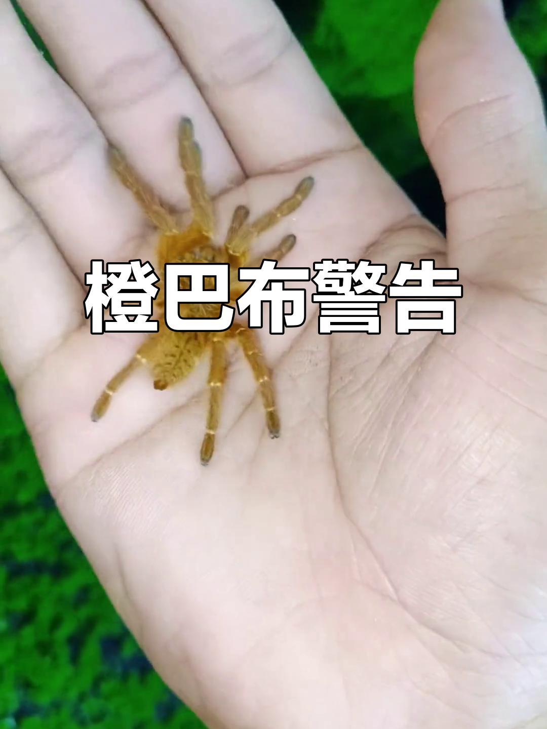 橙巴布蜘蛛 橙巴布蜘蛛能长多大