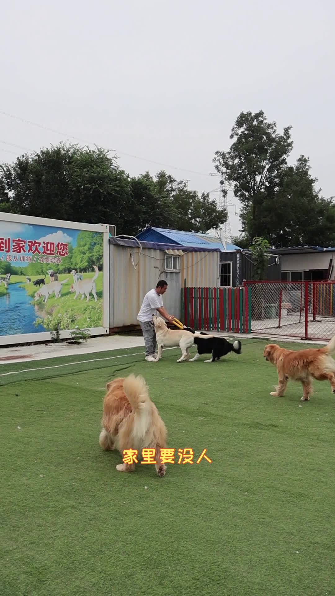 苏州宠物店寄养 苏州宠物家庭寄养