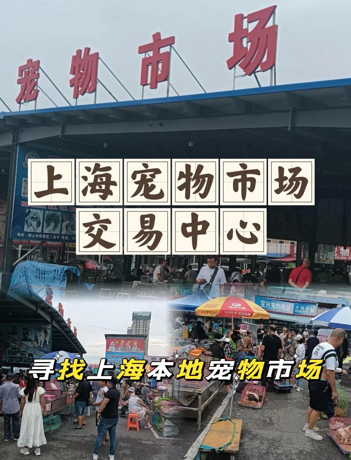 天津市宠物批发市场 天津市宠物批发市场在哪里