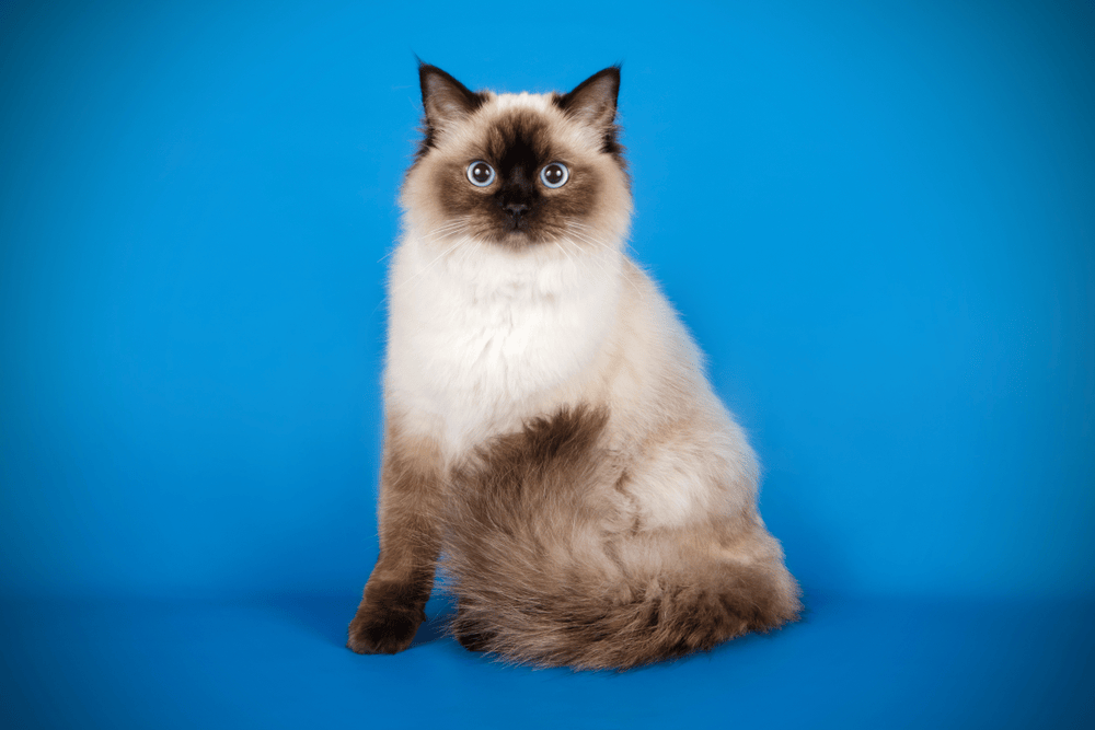 宠物猫有哪些 宠物猫有哪些品种