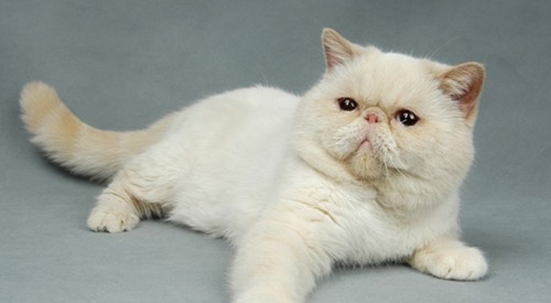 宠物猫有哪些 宠物猫有哪些品种