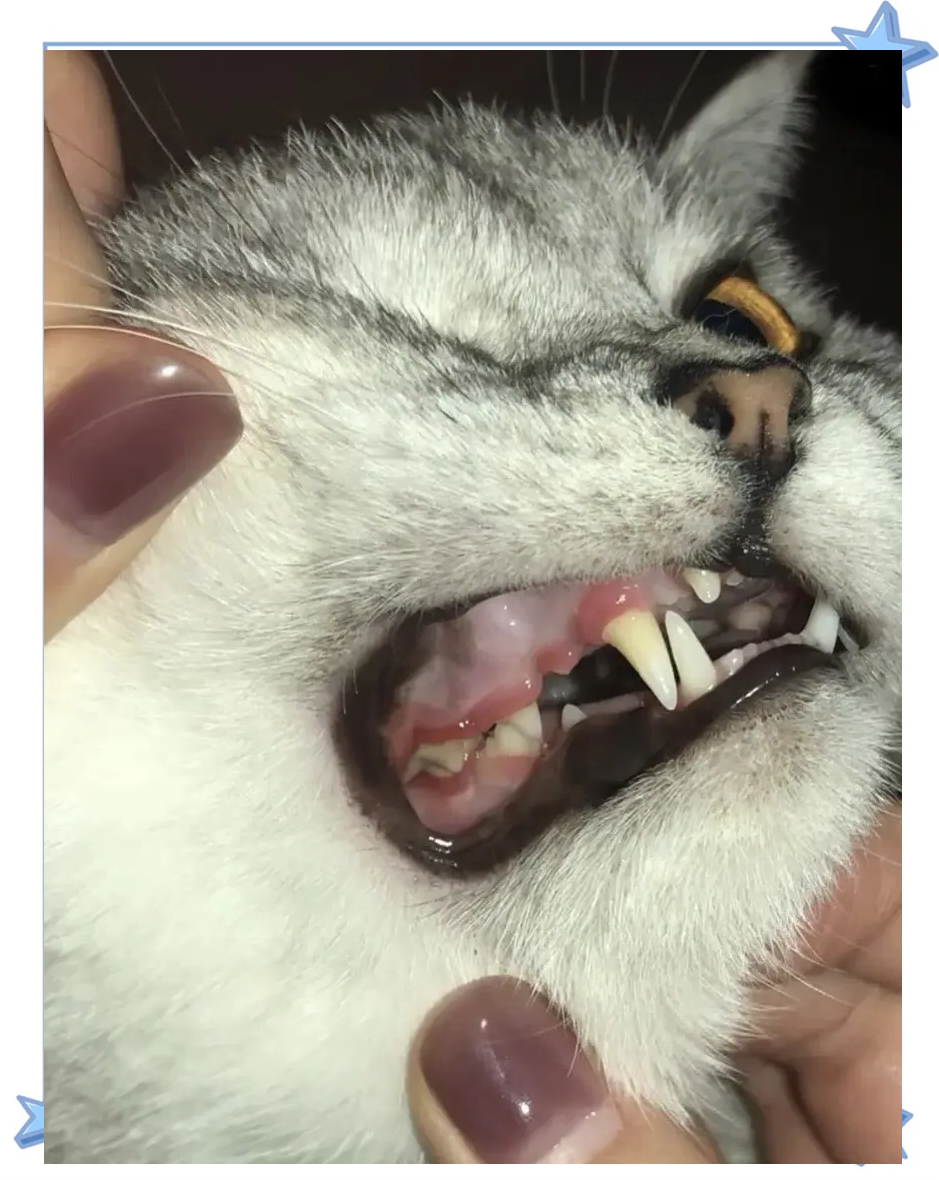 猫咪口臭怎么办 狗有口臭怎么除掉