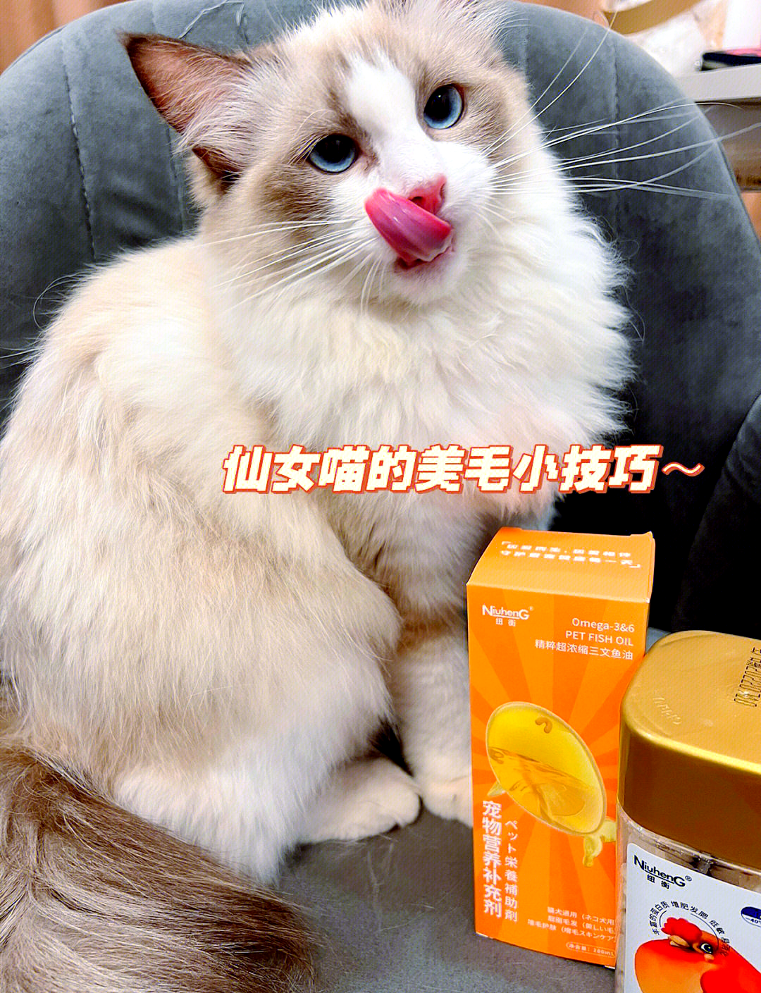 在家自制宠物美毛粉 美毛粉怎么样给狗狗吃