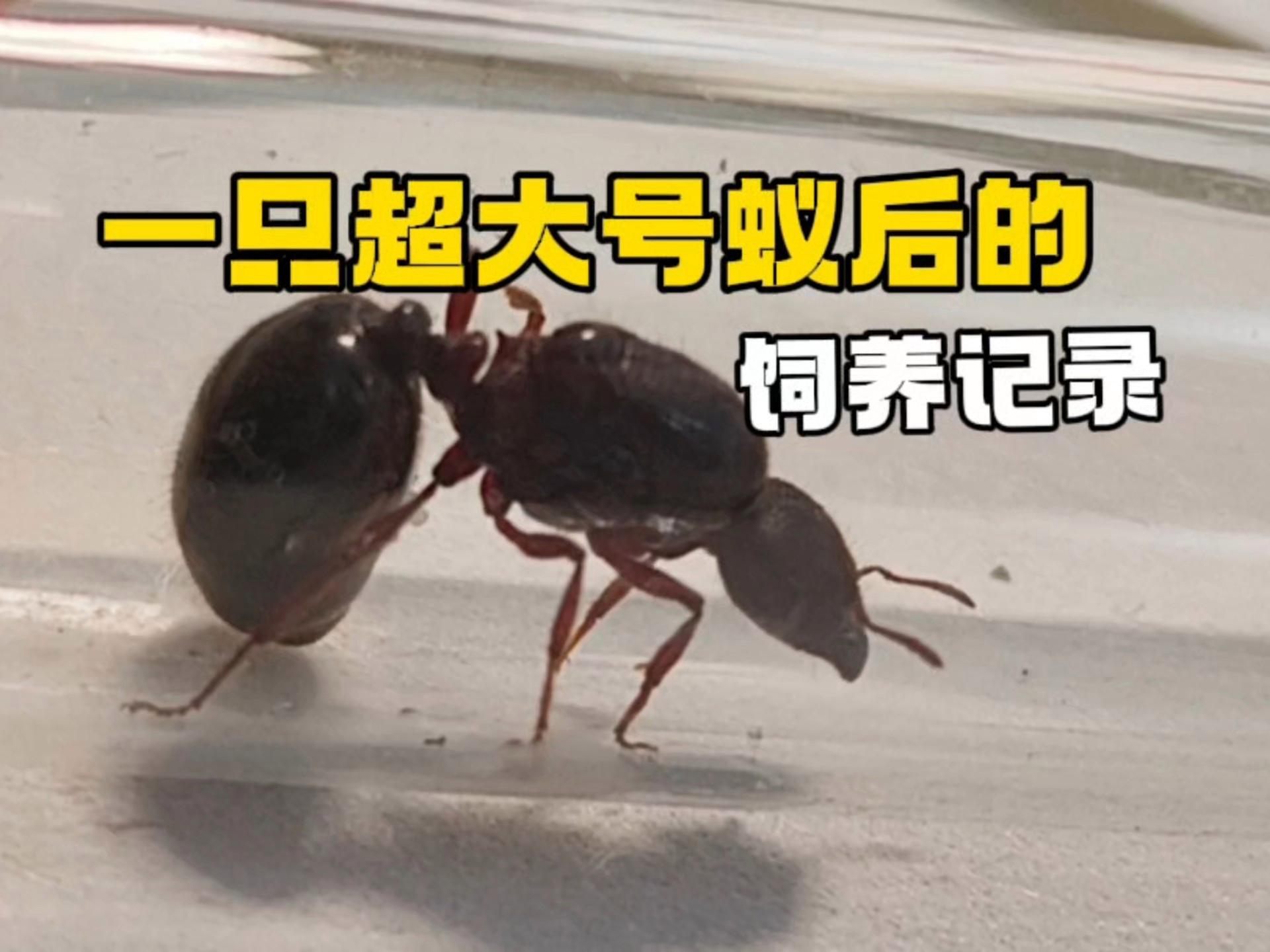 宠物蚂蚁养殖 宠物蚂蚁饲养教程
