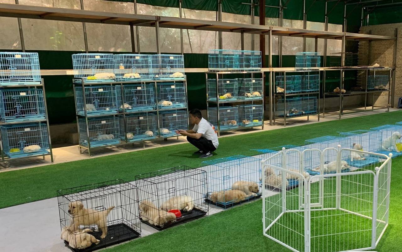 罗湖区的宠物店 罗湖区的宠物店哪家好