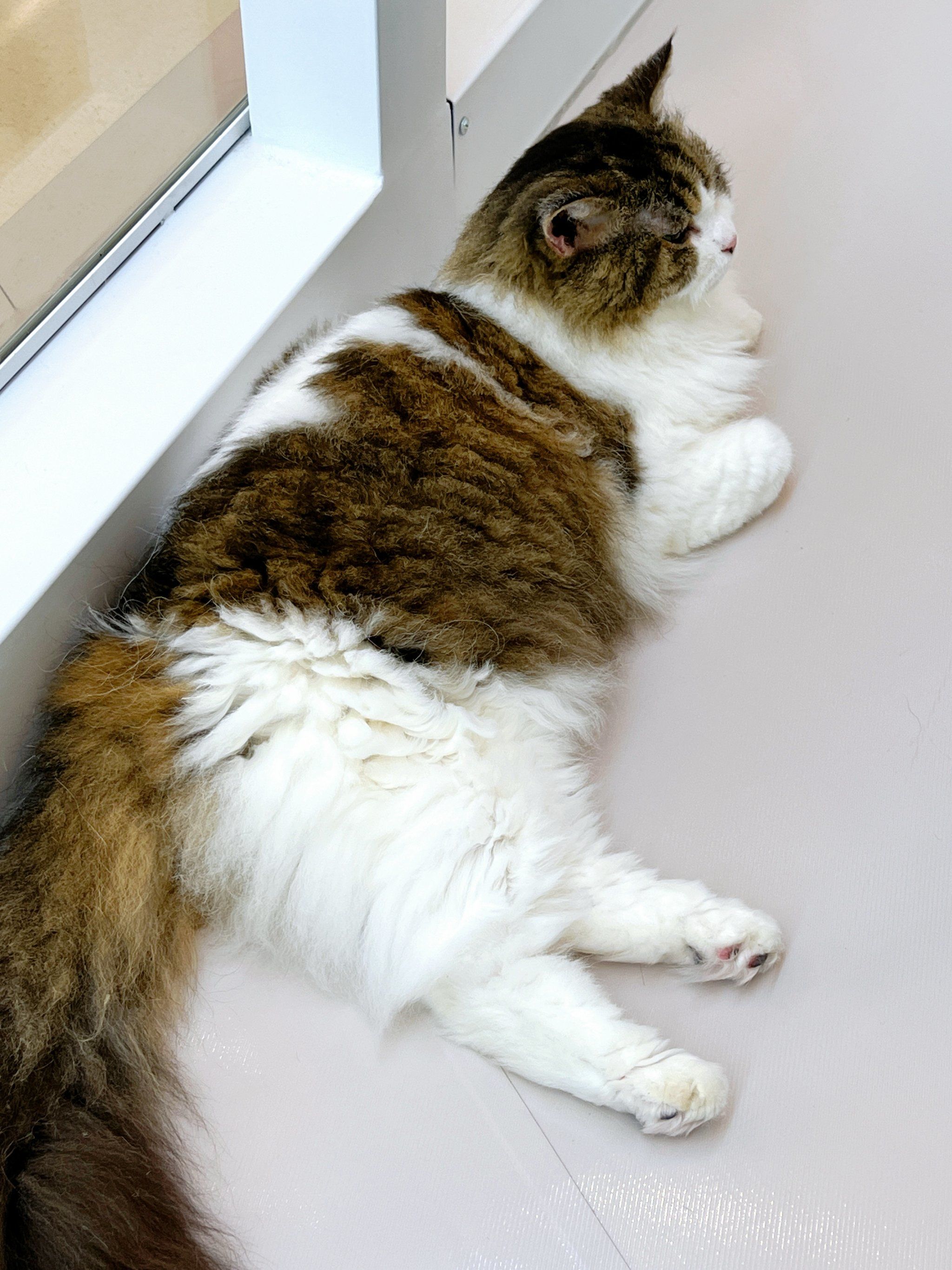 杭州宠物市场猫 杭州猫狗宠物市场