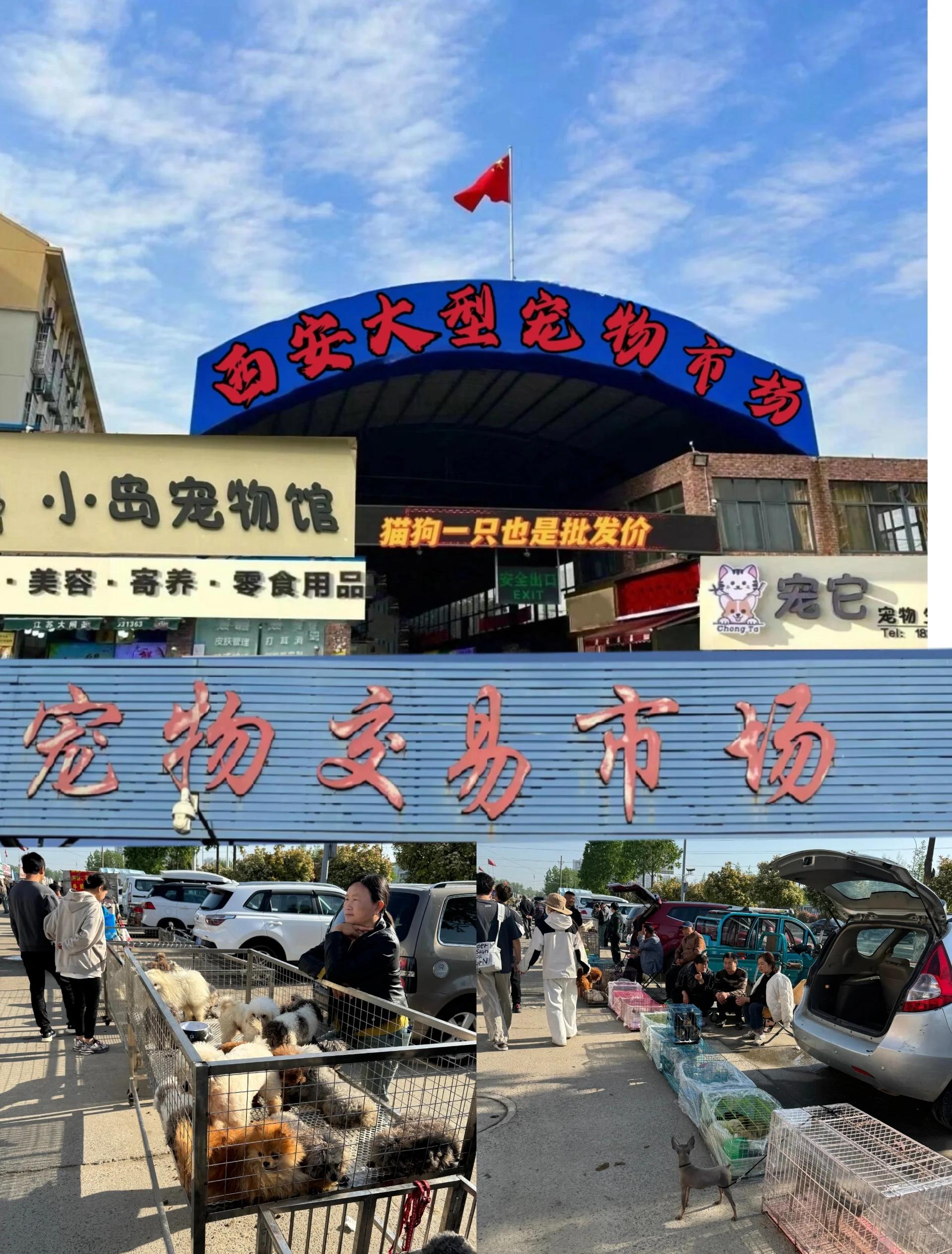 西安流浪宠物领养中心 西安流浪宠物领养中心电话
