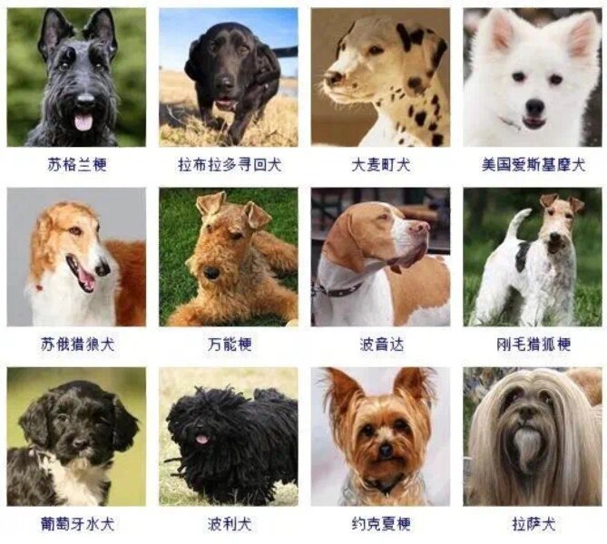 常见宠物犬种类及图片 常见宠物犬种类及图片大全