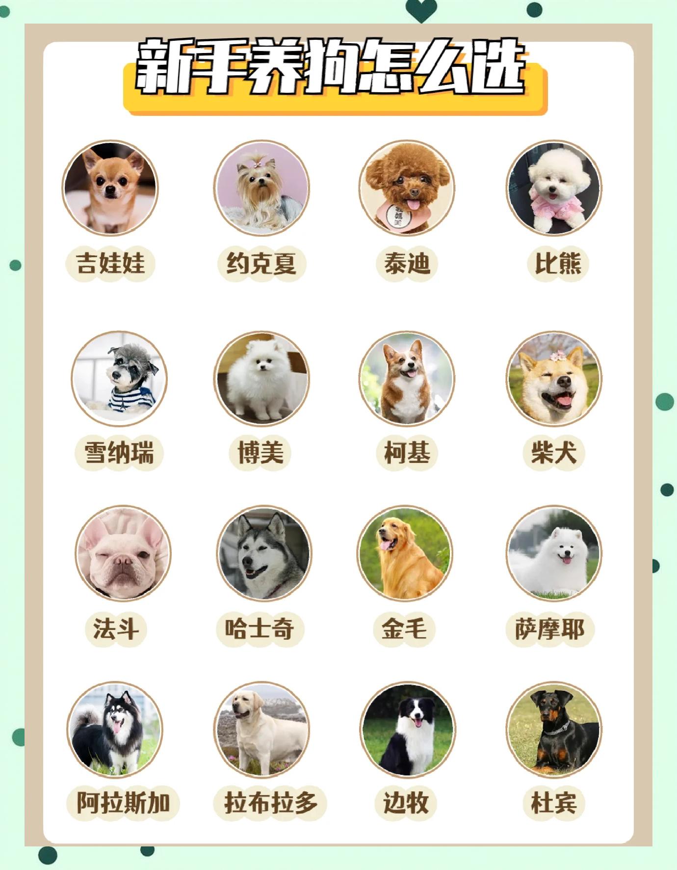 宠物狗销售渠道有哪些 宠物狗销售归哪个部门管