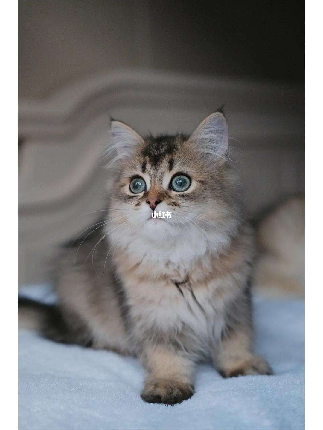 黑金渐层猫图片 黑金渐层猫图片 特点