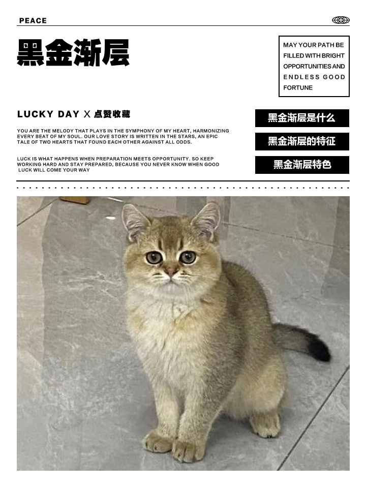 黑金渐层猫图片 黑金渐层猫图片 特点